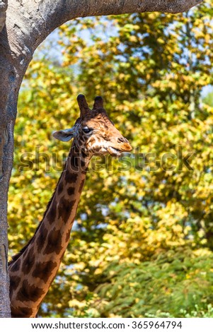 Giraffe neck in Zoom park