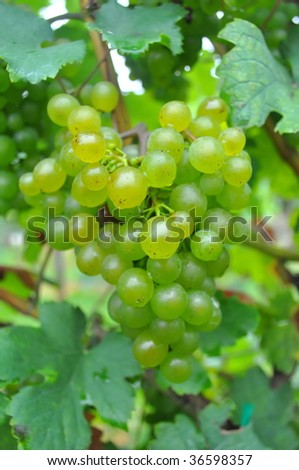 green vineyard of white wine