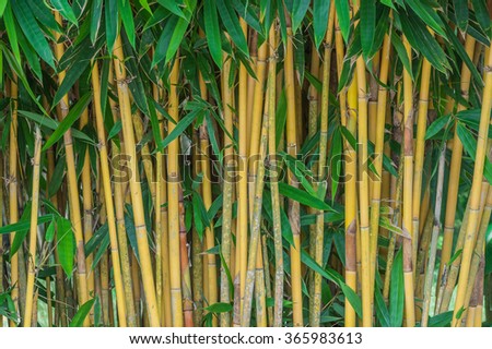 Yellow bamboo.