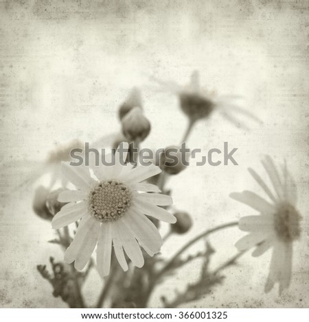 textured old paper background with canarian marguerite daisy