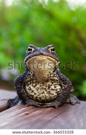 Common toad sitting on wooden pathway.