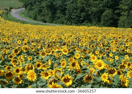Sunflower field with winding road Royalty-Free Stock Photo #36605257