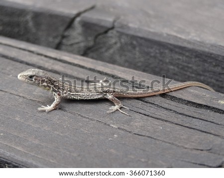 lizard on the wood