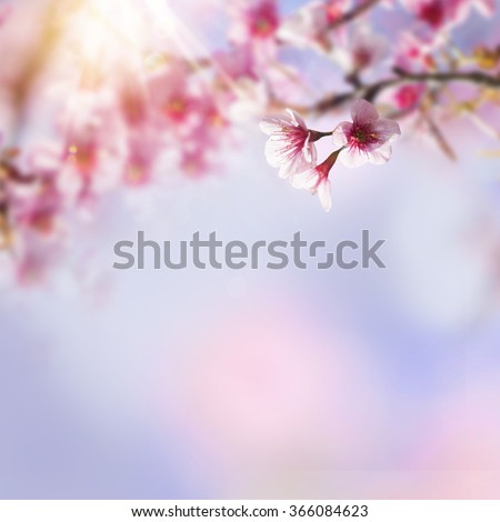Blue and pink background with cherry blossoms framing the bright vibrant sky with sunshine. Spring nature flower background. Sakura, Japan.