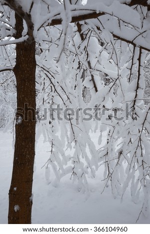 Snow on the branches while snowing 