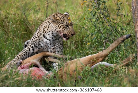 Leopard with its prey. National Park. Kenya. Tanzania. Maasai Mara. Serengeti. An excellent illustration.