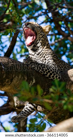Leopard lies on a tree. National Park. Kenya. Tanzania. Maasai Mara. Serengeti. An excellent illustration.