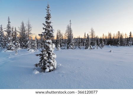 Snow-covered fir tree on the background of a sun and forest in winter new Year