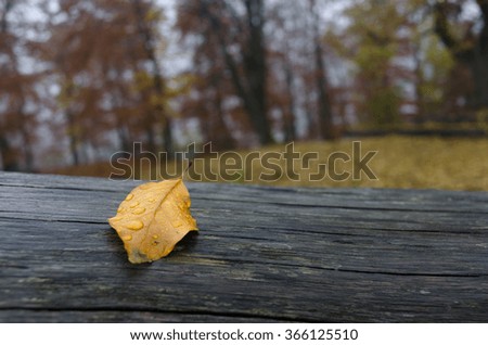 autumn leaf composition on a wooden plank texture in forest, rainy day