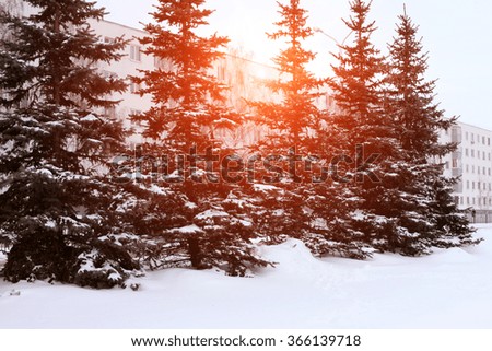 Snowy trees at day