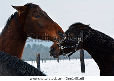 Horses in winter pasture
