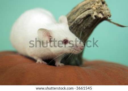 white mouse on pumpkin
