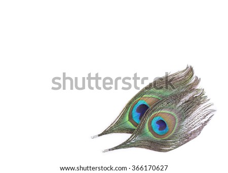 colorful peacock feathers on white background.