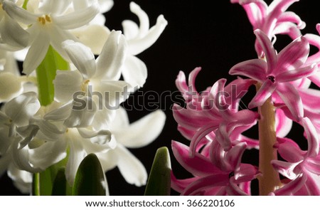 Hyacinth blossom, very beautiful, close-up . Selective focus. Place for text.