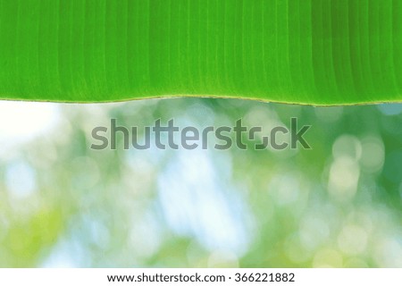 Banana leaf with bokeh background