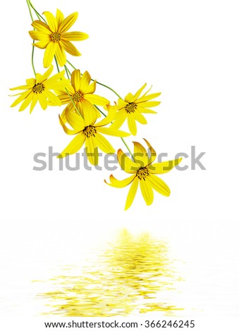 Dahlia flower isolated on white background. Yellow flowers