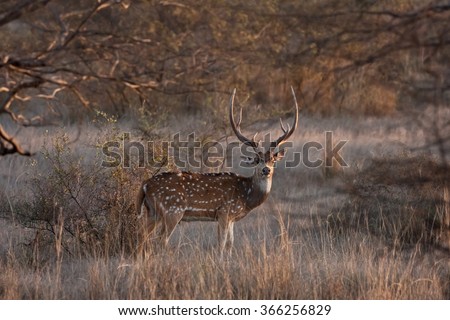 chital,  cheetal, spotted deer, Axis axis