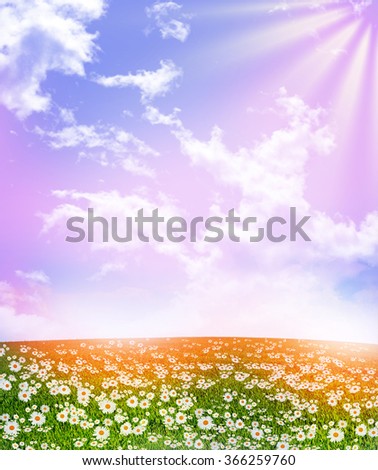 Wildflowers daisies. Summer landscape. white chamomile flowers