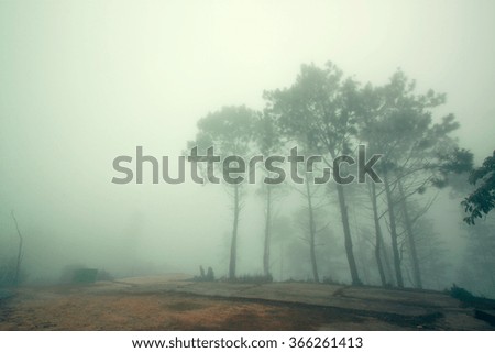 Vintage foggy forest,Vintage backgrounds