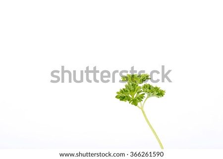 picture of parsley on a white background