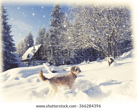 Vintage winter card. Dog playing in the snow. Winter dog 