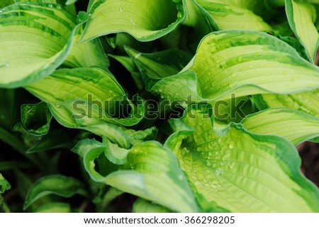 wet multicolor hosta leaves in spring garden. Great plant for shady spots.