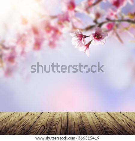 Empty wooden table and blue and pink background with cherry blossoms framing the bright vibrant sky with sunshine. Spring nature flower background. Sakura, Japan.