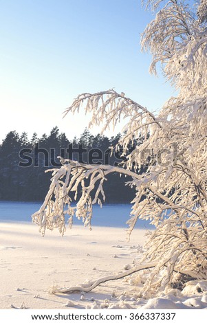 A wintry scene with a vintage effect applied. A birch is covered with snow and frost on a sunny day in Finland. The lake is next to the tree. Forest is in the background. Image has a vintage effect.