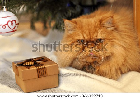 red cat with a gift