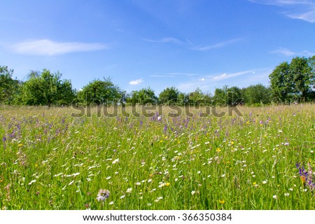 Natural meadow in spring Royalty-Free Stock Photo #366350384