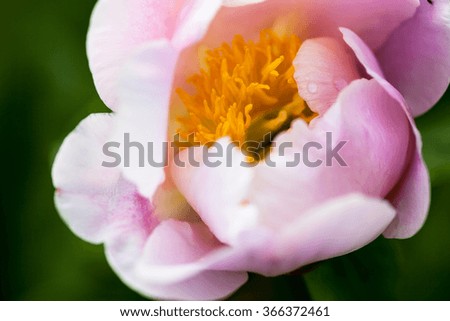 Beautiful and delicate pale pink peony flower