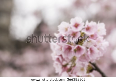 Spring Cherry blossoms, pink flowers, blur background