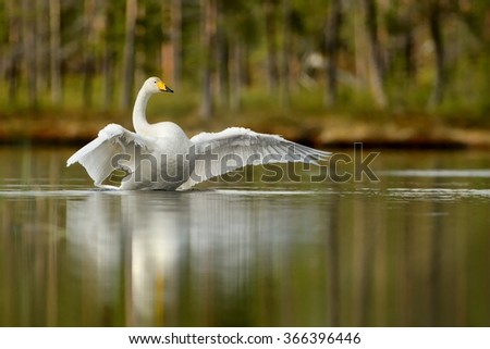 Whooper Swan in the beautiful lake in Finland. Royalty-Free Stock Photo #366396446