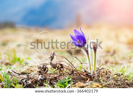 Beautiful violet crocuses, first spring flowers. Macro image with small depth of field