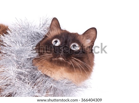 Portrait of a Siamese cat on a white background
