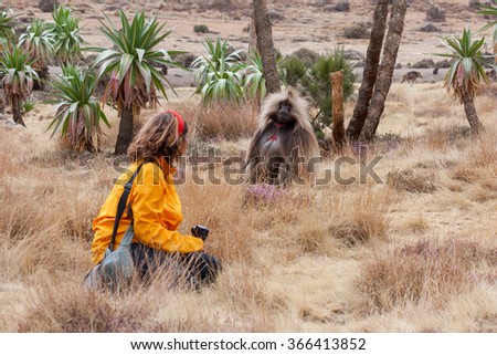 Tourist with camera observing male gelada baboon, in Simien Mountains, Ethiopia. Yellow grass and green palm trees.