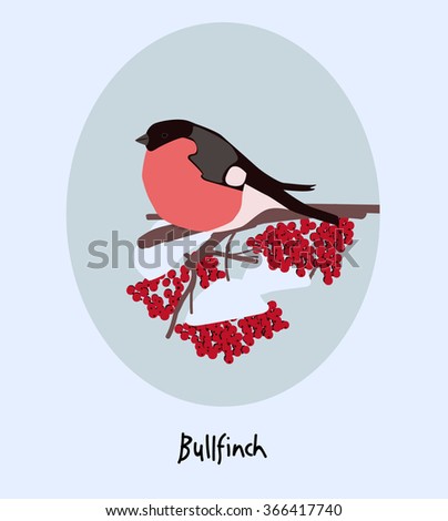 Vector bullfinch/bird is sitting on a branch of viburnum/ashberry covered with snow