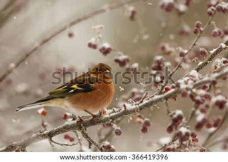 Common chaffinch sitting in the snowy tree