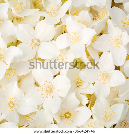 White Jasmine flowers seamless background. Close up image.