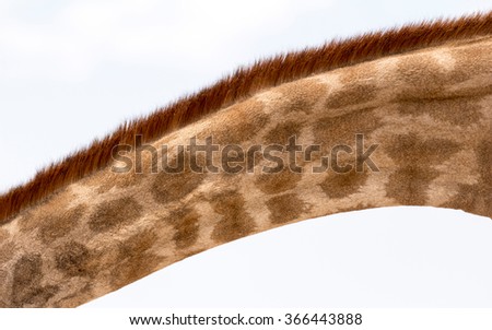 Giraffe - detailed isolated