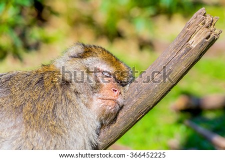 Barbary macaque monkey sleeping.