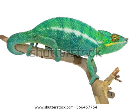 Wild Nosy Be Panther Chameleon - Furcifer Pardalis