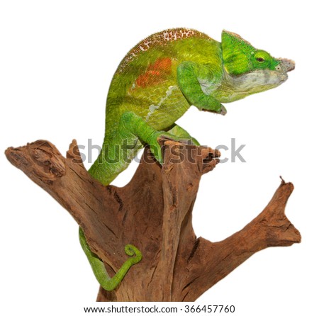 Wild Parson Cristifer Male Chameleon - Calumma Parsoni Cristifer