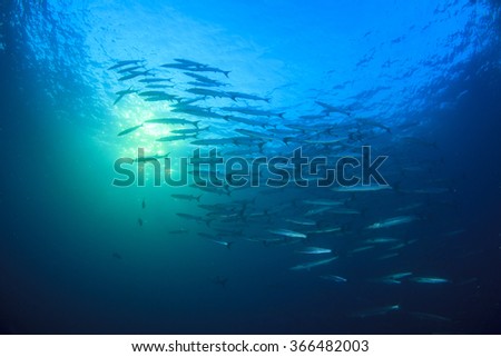 School of fish: Blackfin Barracudas