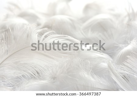 white feather background
 Royalty-Free Stock Photo #366497387