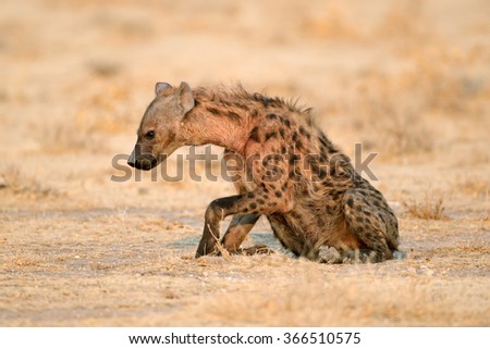 Spotted hyena (Crocuta crocuta), Etosha National Park, Namibia
