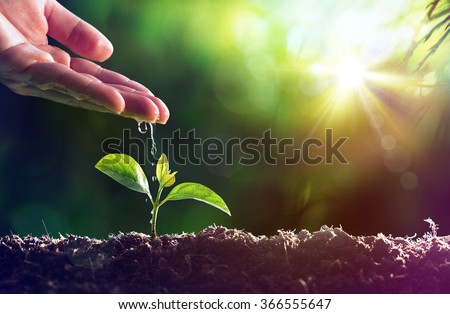 Care Of New Life - Watering Young Plant - Vintage Effect
 Royalty-Free Stock Photo #366555647