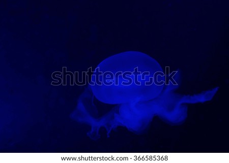 A jellyfish in an aquarium tank