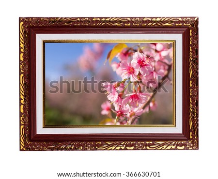 Frame with flowers, Wild Himalayan Cherry flower, Giant tiger flower