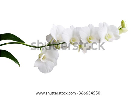 Dendrobium is a huge genus of orchids. It was established by Olof Swartz in 1799 and today contains about 1,200 species. Isolated on white. Royalty-Free Stock Photo #366634550